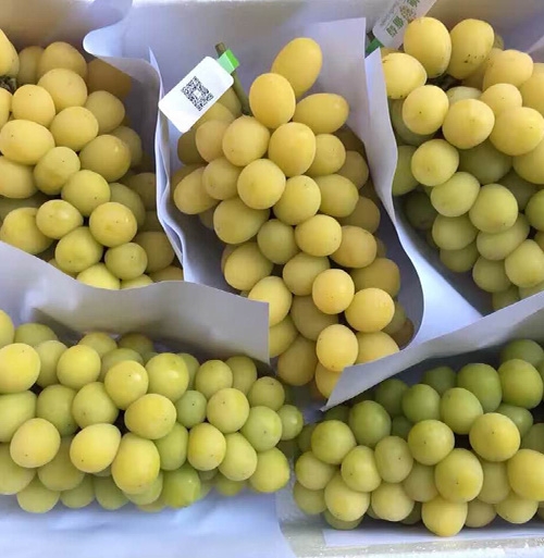黑龍江陽(yáng)光玫瑰